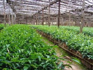 Rwanda Tea Nursery